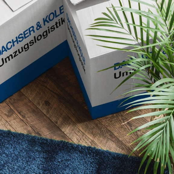 Umzugskartons auf Holzboden neben einem grünen Zimmerpflanze in heller Wohnungsecke.