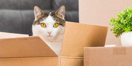 Katze sitzt in Umzugskarton – Tipps für einen stressfreien Umzug mit Katzen