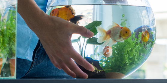 Person trägt Aquarium beim Umzug – sicherer Transport für Fische beim Umzug mit Aquarium