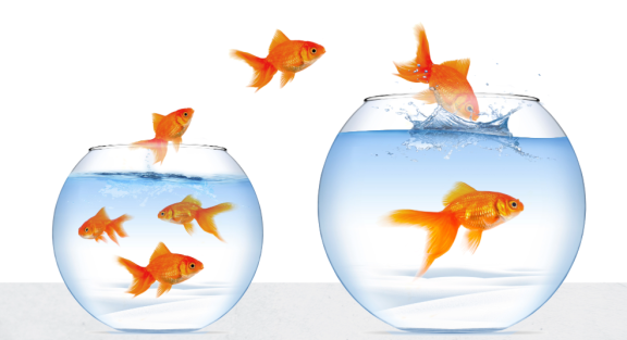 Fische sicher transportieren beim Umzug mit Aquarium – Tipps zur artgerechten Umsetzung