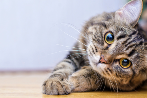 DACHSER &KOLB: ReloRocket