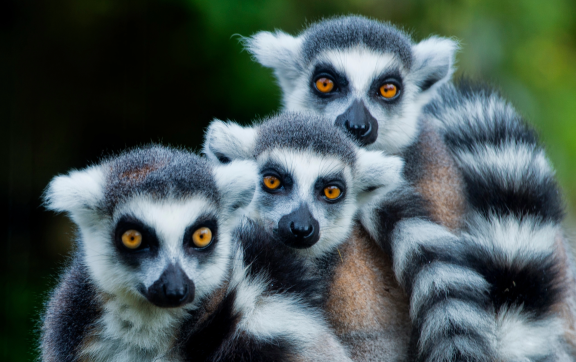 Auswandern nach Madagaskar: Lemuren